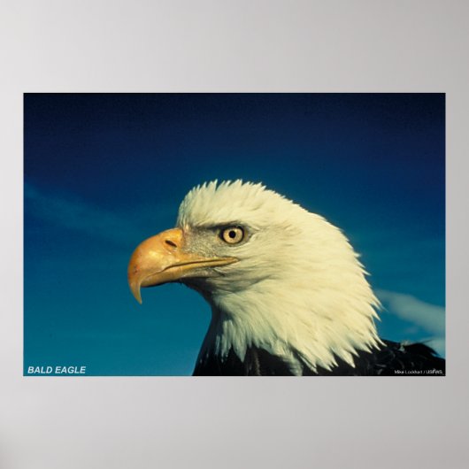 Bald Eagle Poster (Voorkant)