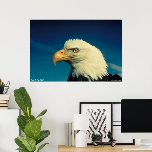 Bald Eagle Poster (Thuiskantoor)