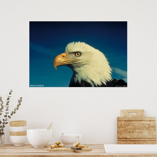 Bald Eagle Poster (Keuken)