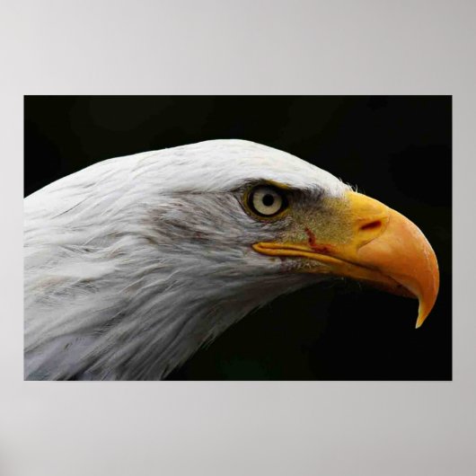 Bald Eagle-Poster Poster (Voorkant)