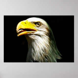 Bald Eagle poster voor stroomgloed