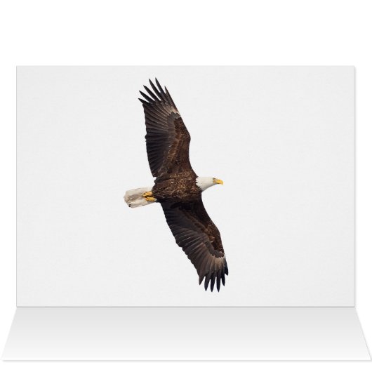 Bald Eagle Preening (Binnen Horizontaal (Boven))