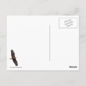 Bald Eagle Preening Briefkaart (Achterkant)