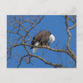 Bald Eagle Preening Briefkaart (Voorkant)