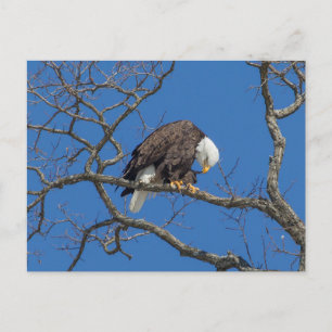 Bald Eagle Preening Briefkaart