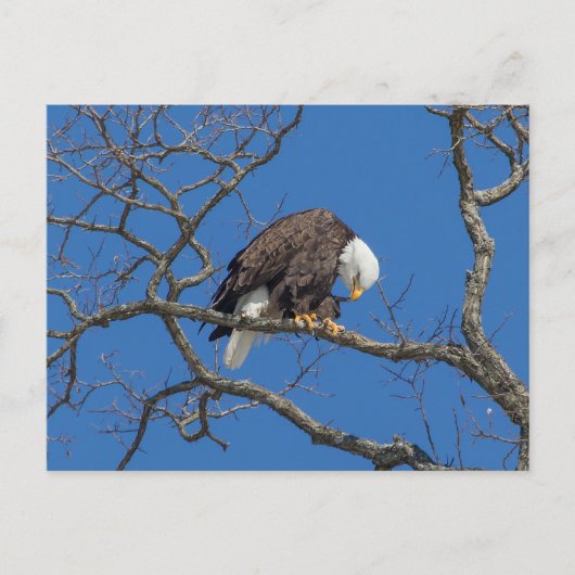 Bald Eagle Preening Briefkaart (Voorkant)