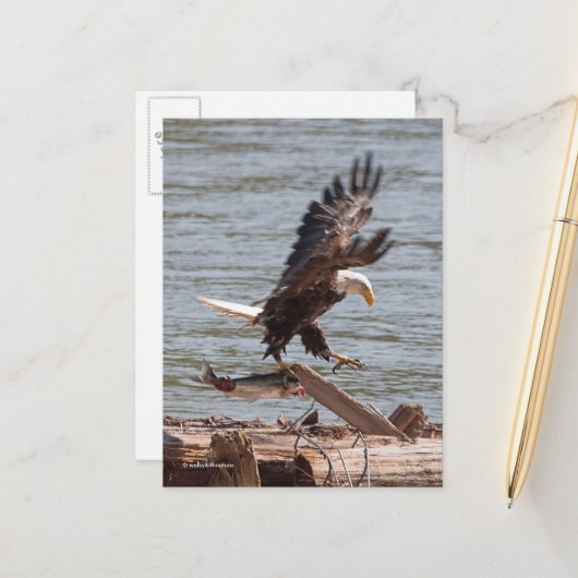 Bald Eagle probeert weg te vliegen met zalm Briefkaart (Voorkant / Achterkant in situ)