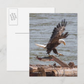 Bald Eagle probeert weg te vliegen met zalm Briefkaart (Voorkant / Achterkant)