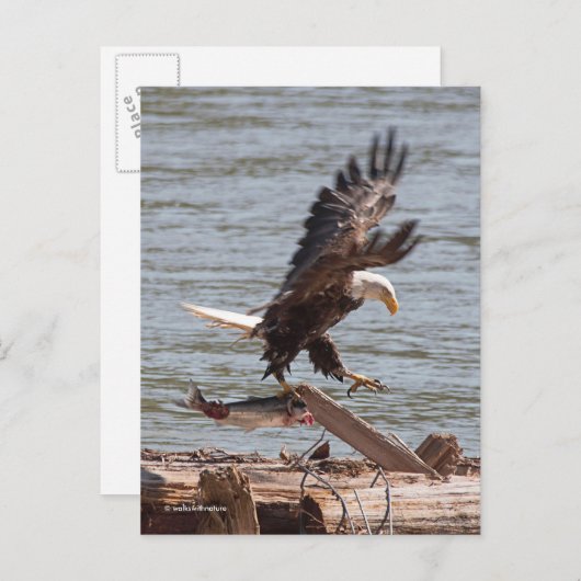 Bald Eagle probeert weg te vliegen met zalm Briefkaart (Voorkant / Achterkant)