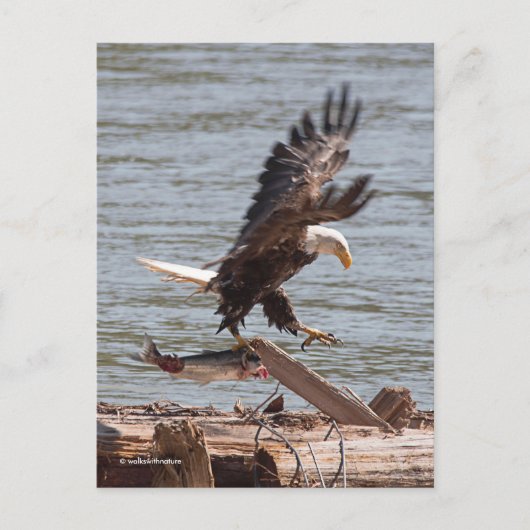 Bald Eagle probeert weg te vliegen met zalm Briefkaart (Voorkant)