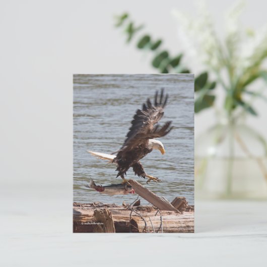 Bald Eagle probeert weg te vliegen met zalm Briefkaart (Staand voorkant)