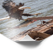 Bald Eagle probeert weg te vliegen met zalm Foto Afdruk (Hoek)