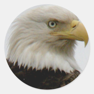 Bald Eagle Profiel Foto van Unalaska Island Ronde Sticker