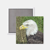 Bald Eagle Profile Magnet (Voorkant / Achterkant)