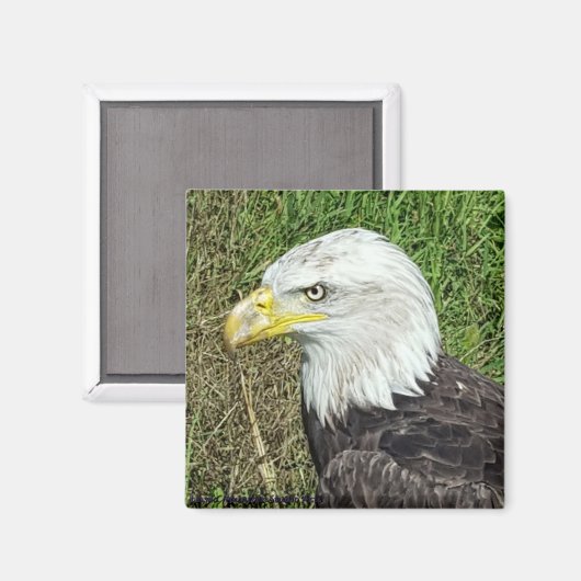 Bald Eagle Profile Magnet (Voorkant / Achterkant)