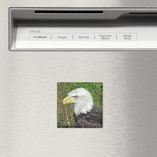 Bald Eagle Profile Magnet (Insitu (Vaatwasser))