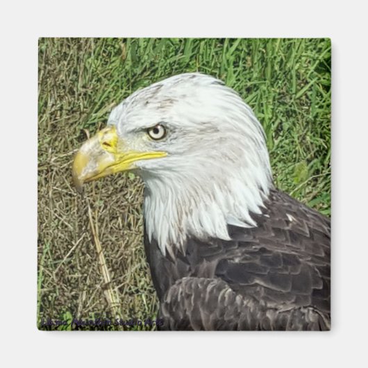 Bald Eagle Profile Magnet (Voorkant)