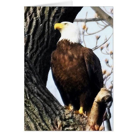 Bald Eagle, Proud and Strong (Voorkant)