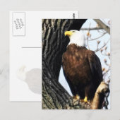 Bald Eagle, Proud and Strong Briefkaart (Voorkant / Achterkant)