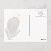 Bald Eagle, Proud and Strong Briefkaart (Achterkant)