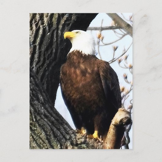 Bald Eagle, Proud and Strong Briefkaart (Voorkant)