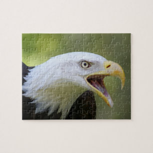 Bald Eagle puzzel