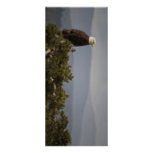 Bald Eagle - Rackkaart Reclamekaart (Voorkant)
