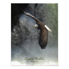 Bald Eagle Raptor Wild Animal Foto afdrukken