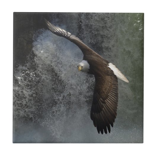 Bald Eagle Raptor Wildlife Waterval Tegel Tegeltje (Voorkant)