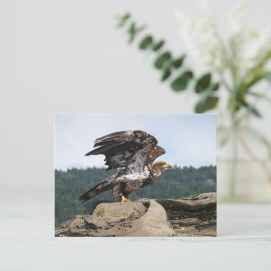 Bald Eagle Ready for Flight Briefkaart (Staand voorkant)