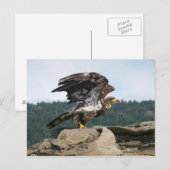 Bald Eagle Ready for Flight Briefkaart (Voorkant / Achterkant)