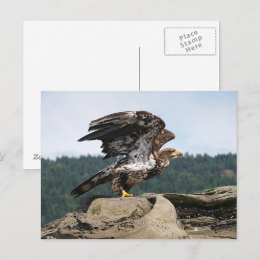 Bald Eagle Ready for Flight Briefkaart (Voorkant / Achterkant)
