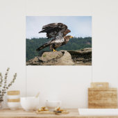 Bald Eagle Ready for Flight Fine Art-afdrukken Poster (Keuken)