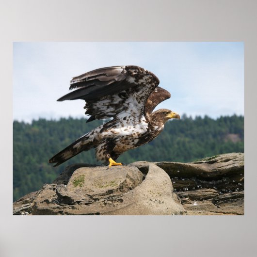 Bald Eagle Ready for Flight Fine Art-afdrukken Poster (Voorkant)