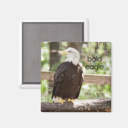Bald Eagle Refkoelkast Magnet (Voorkant / Achterkant)