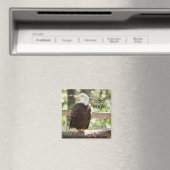 Bald Eagle Refkoelkast Magnet (Insitu (Vaatwasser))