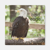 Bald Eagle Refkoelkast Magnet (Voorkant)