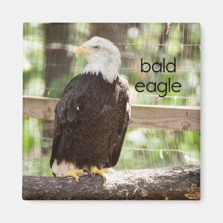 Bald Eagle Refkoelkast Magnet