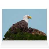 Bald Eagle Rest Stop (Binnen Horizontaal (Boven))