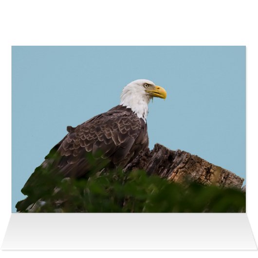 Bald Eagle Rest Stop (Binnen Horizontaal (Boven))