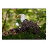 Bald Eagle Rest Stop (Voorkant Horizontaal)