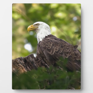 Bald Eagle Rest Stop Fotoplaat