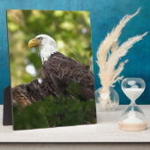 Bald Eagle Rest Stop Fotoplaat (Zijkant)