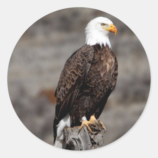 Bald Eagle Ronde Sticker (Voorkant)