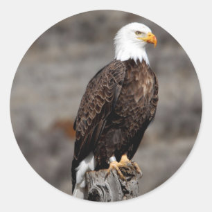 Bald Eagle Ronde Sticker