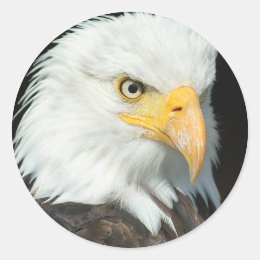 Bald Eagle Ronde Sticker (Voorkant)