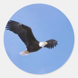 Bald eagle ronde sticker