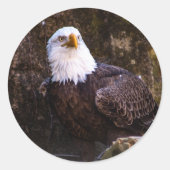 Bald Eagle Ronde Sticker (Voorkant)