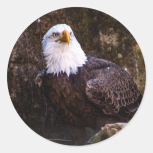 Bald Eagle Ronde Sticker