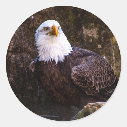 Bald Eagle Ronde Sticker (Voorkant)